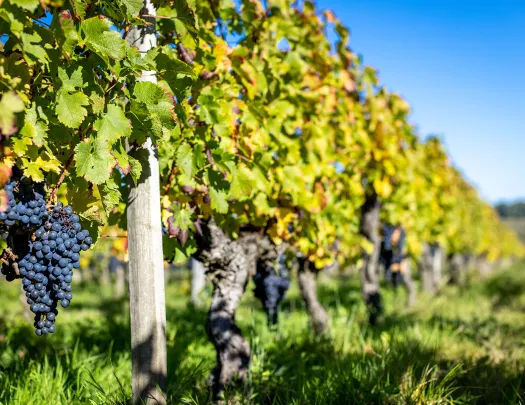 Grapes