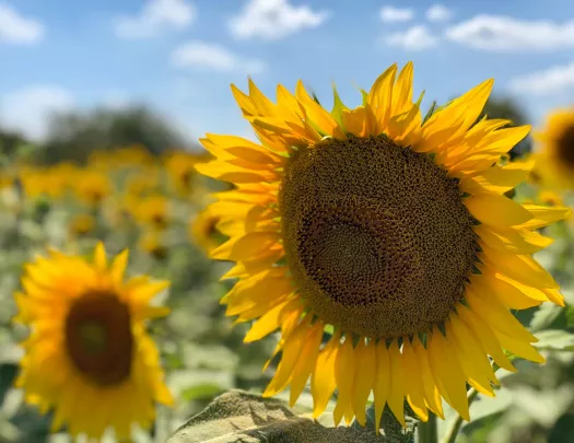 Sunflowers