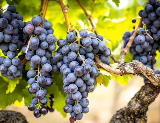 Grapes