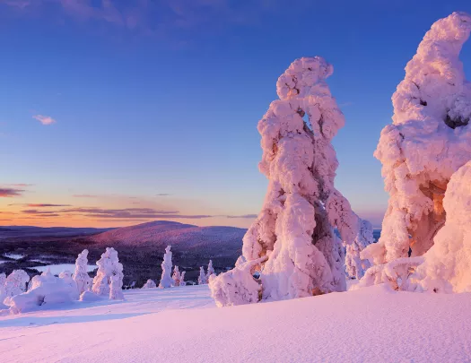 Snow Covered Trees