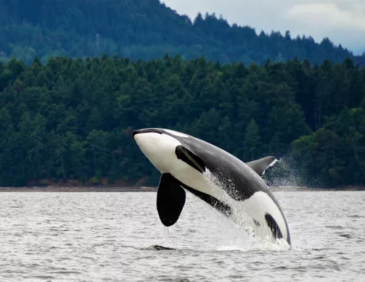 Orca jumping out of the water
