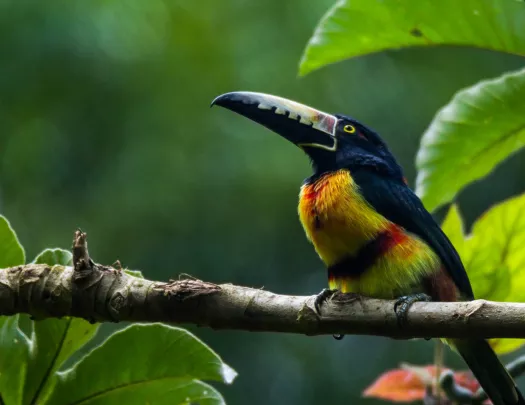 Bird