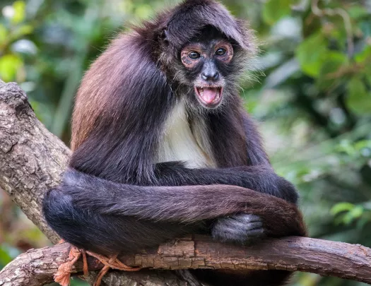 Monkey Belize