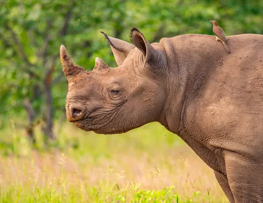 A white rhinoceros