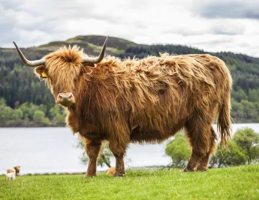 Yack Loch Scotland