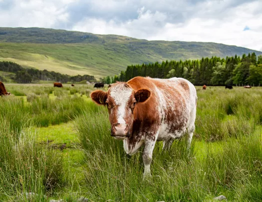 Cows Hills Scotland