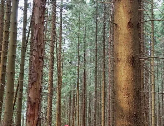 A hiker walks through a forest